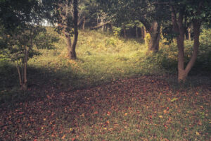 写真作品