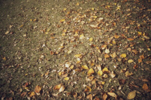 写真作品