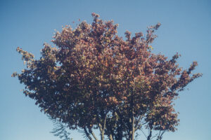 写真作品