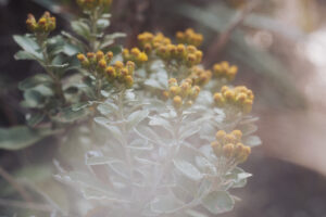 写真作品