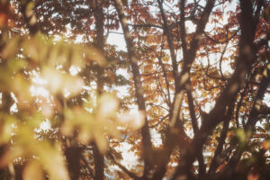 写真作品