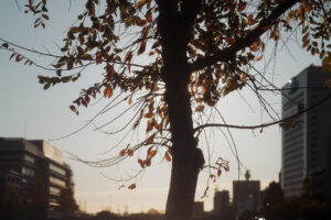 写真作品
