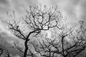 写真作品