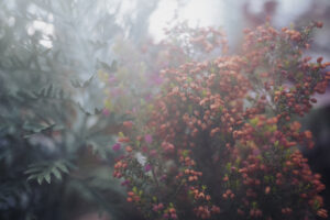 写真作品