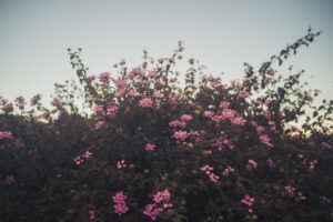 写真作品