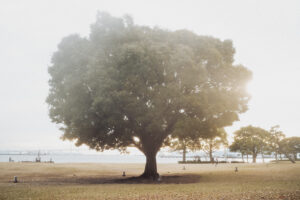 写真作品