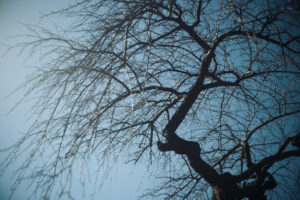 写真作品