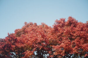 写真作品