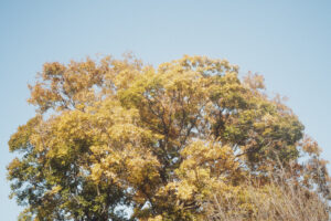 写真作品