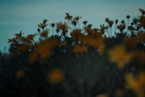 写真作品