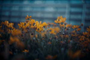 写真作品