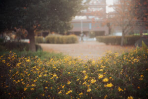 写真作品