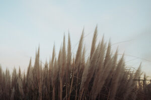 写真作品