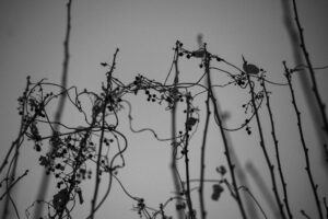 写真作品