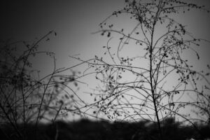 写真作品