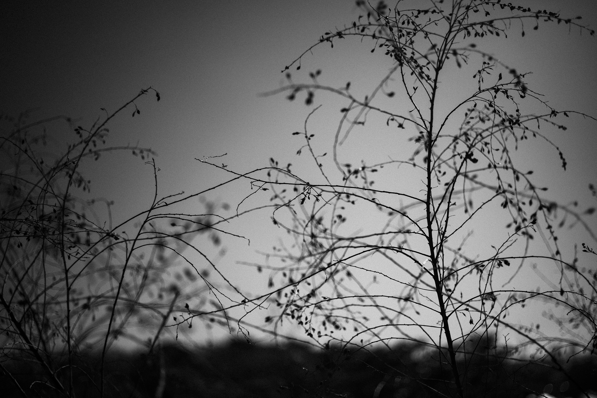Thypoch Eureka 50mm F2で撮影した写真04