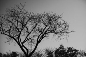 写真作品