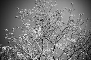 写真作品