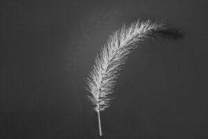 写真作品