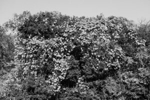写真作品