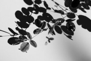 写真作品