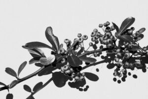 写真作品