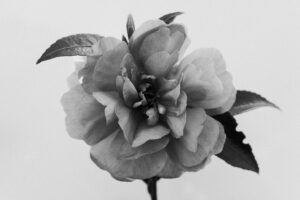 写真作品