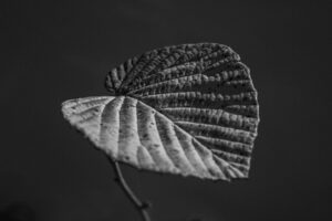写真作品