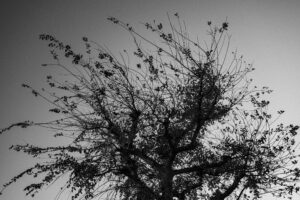 写真作品