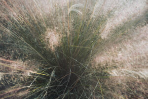 写真作品