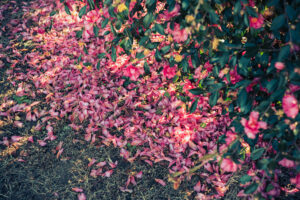 写真作品