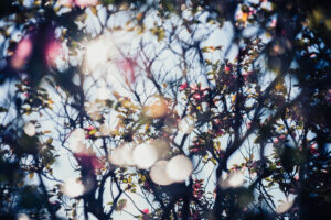 写真作品