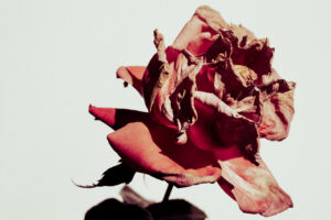 写真作品