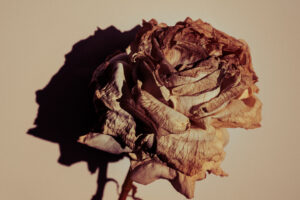 写真作品