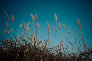 写真作品