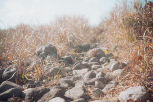 写真作品