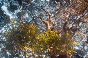 写真作品