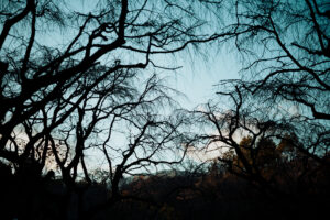 写真作品