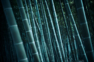 写真作品