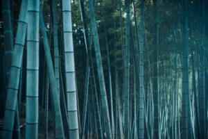 写真作品