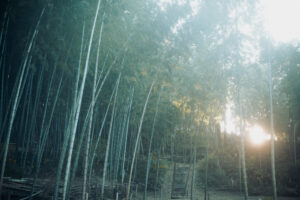 写真作品