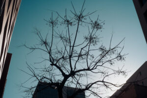 写真作品