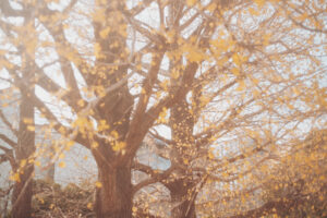 写真作品