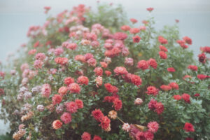 写真作品