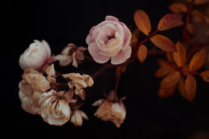 写真作品