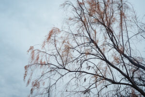 写真作品
