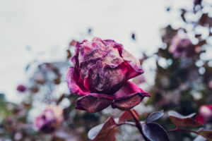 写真作品