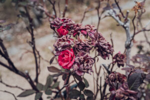 写真作品