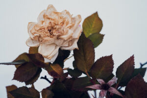 写真作品