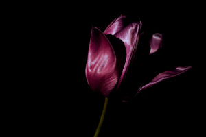 写真作品